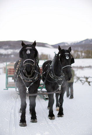 зимняя фотосессия лав стори с животными