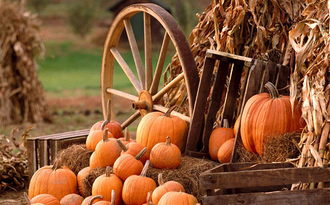 осенняя свадьба, тыква в декоре