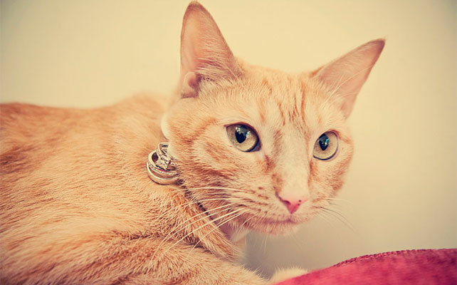 кошки на свадьбе