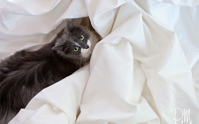 кошки на свадьбе