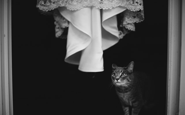 кошки на свадьбе
