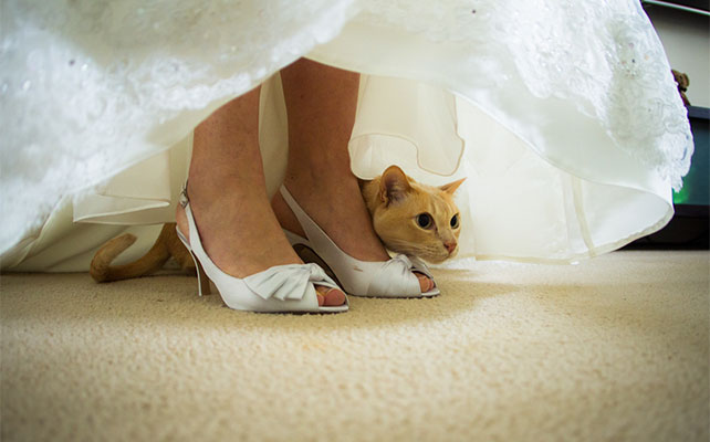 кошки на свадьбе