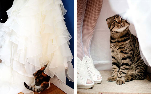 кошки на свадьбе