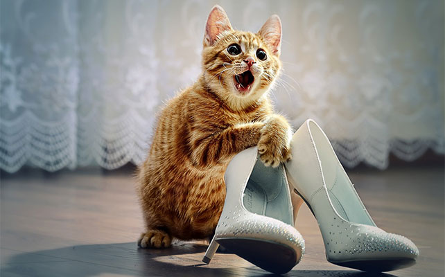 кошки на свадьбе