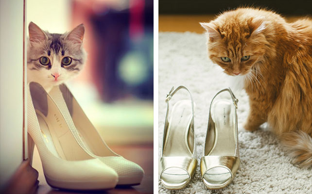 кошки на свадьбе