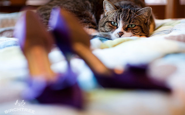 кошки на свадьбе