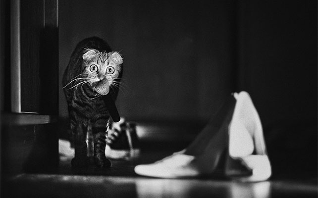 кошки на свадьбе