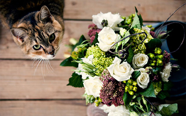 кошки на свадьбе