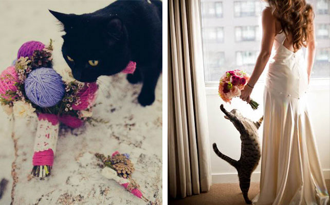 кошки на свадьбе