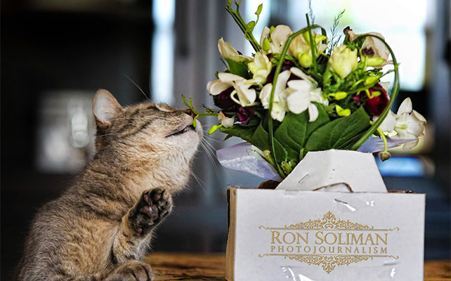 кошки на свадьбе