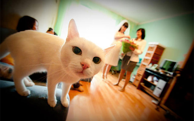 кошки на свадьбе