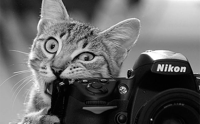 кошки на свадьбе