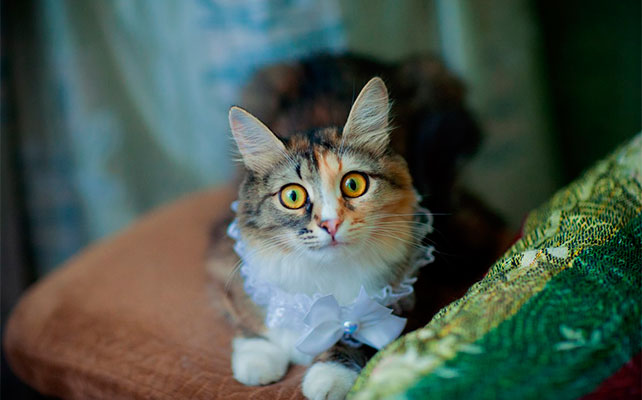 кошки на свадьбе