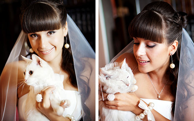 кошки на свадьбе