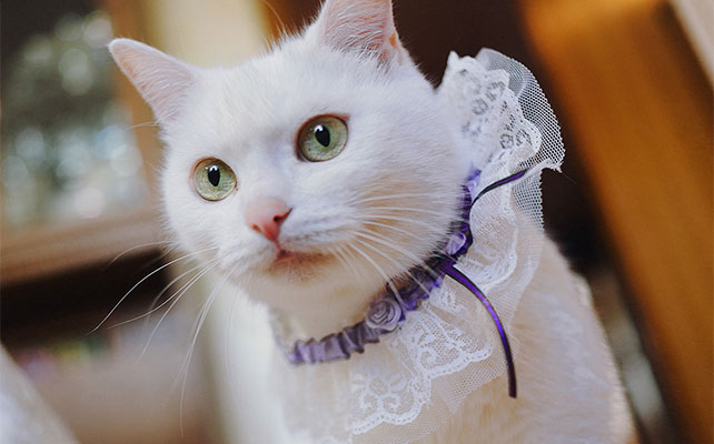 кошки на свадьбе