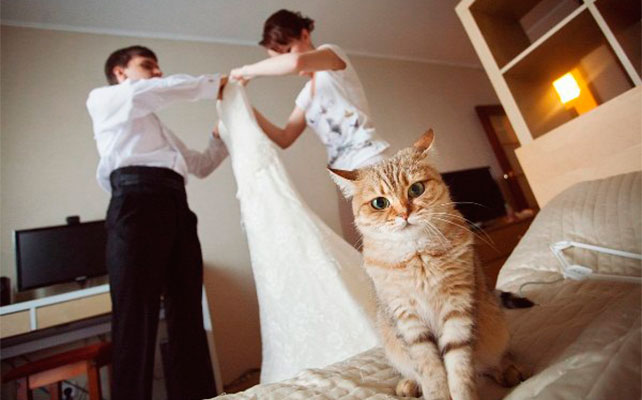 кошки на свадьбе