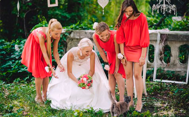 кошки на свадьбе