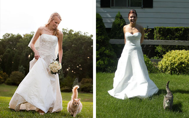 кошки на свадьбе