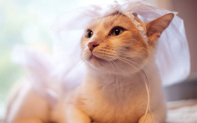 кошки на свадьбе