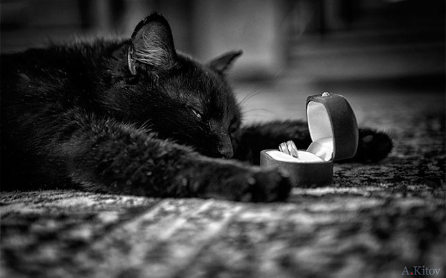 кошки на свадьбе