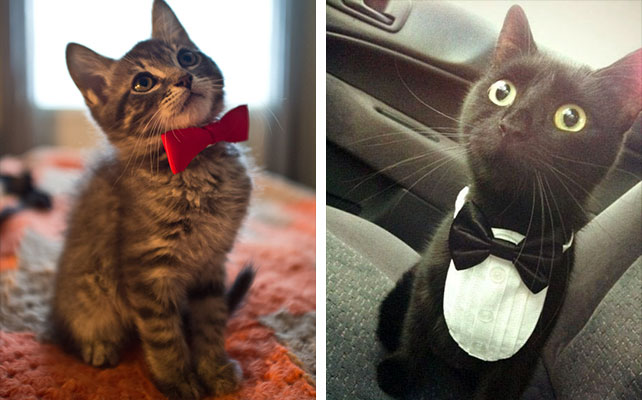 кошки на свадьбе