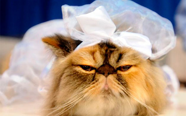 кошки на свадьбе