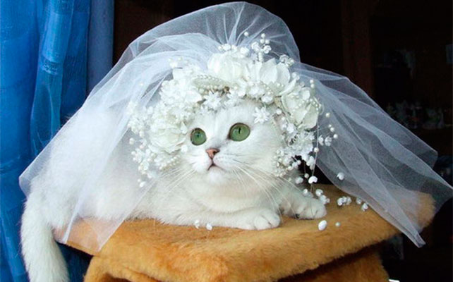 кошки на свадьбе