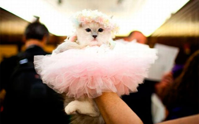 кошки на свадьбе