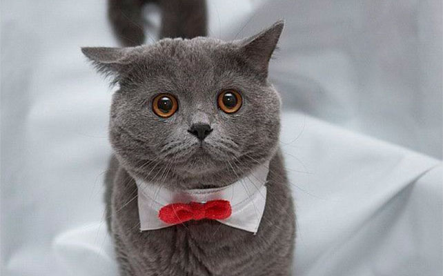 кошки на свадьбе