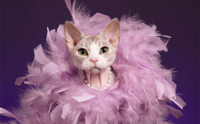 кошки на свадьбе