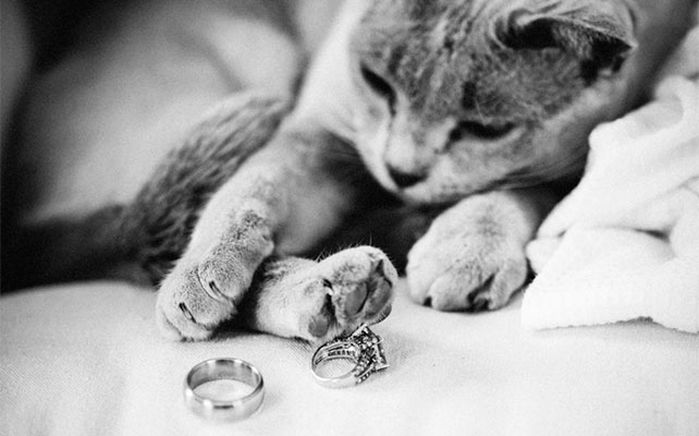 кошки на свадьбе