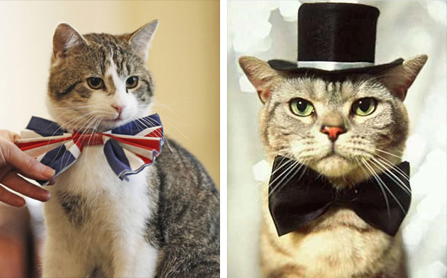 кошки на свадьбе