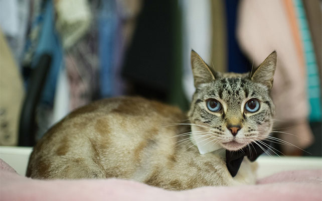 кошки на свадьбе