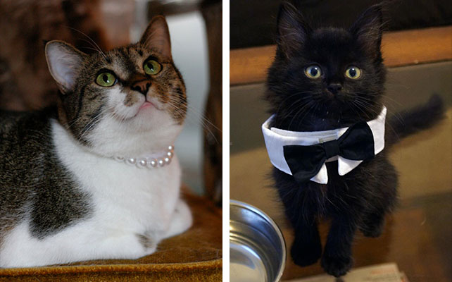 кошки на свадьбе