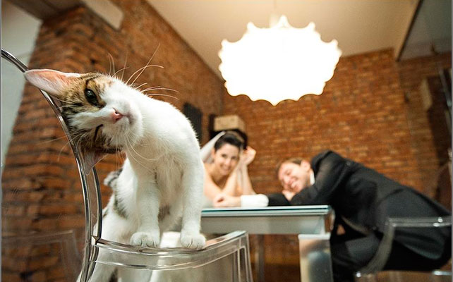 кошки на свадьбе