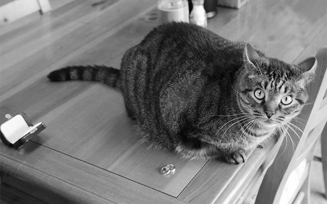 кошки на свадьбе