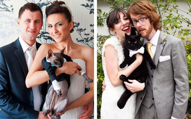 кошки на свадьбе