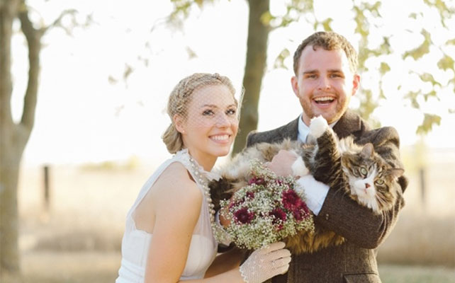 кошки на свадьбе