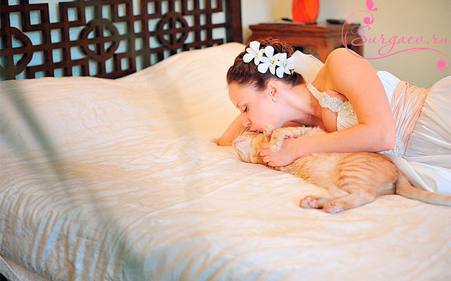 кошки на свадьбе