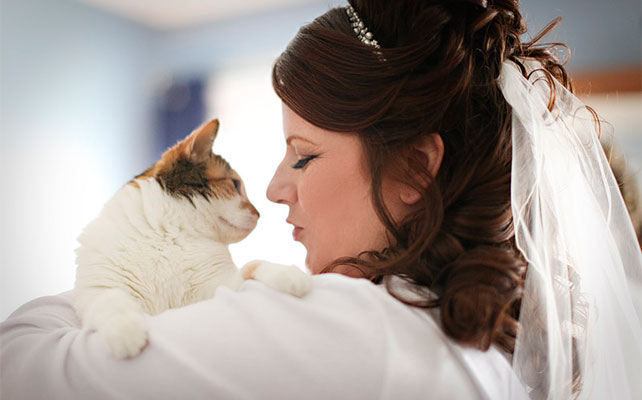 кошки на свадьбе