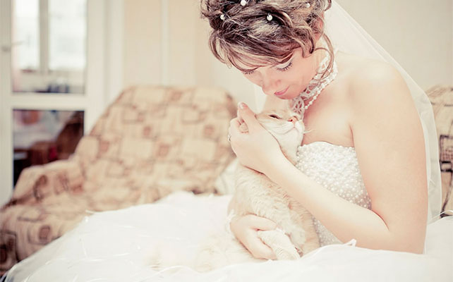 кошки на свадьбе