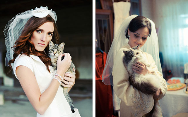 кошки на свадьбе