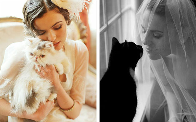 кошки на свадьбе