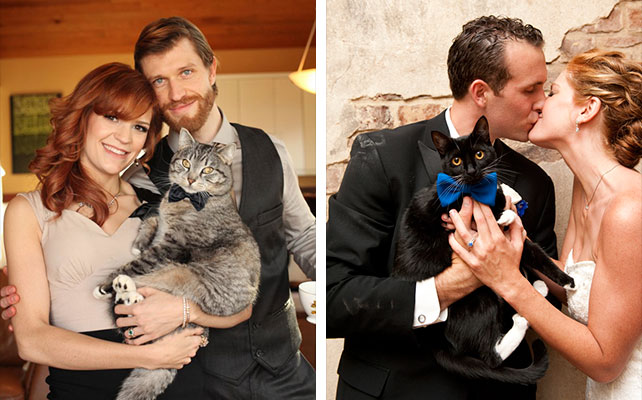 кошки на свадьбе