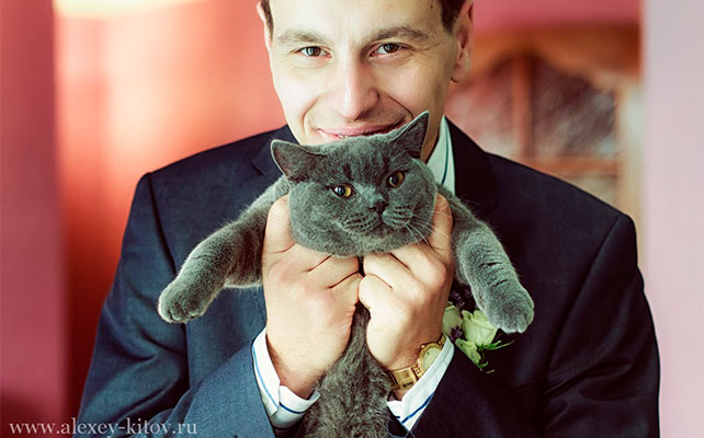 кошки на свадьбе