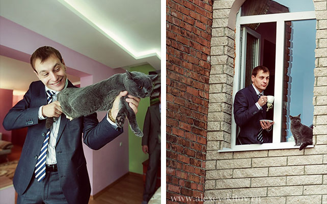 кошки на свадьбе