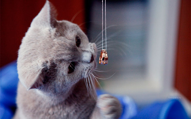 кошки на свадьбе