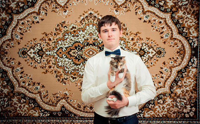 кошки на свадьбе
