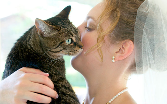 кошки на свадьбе