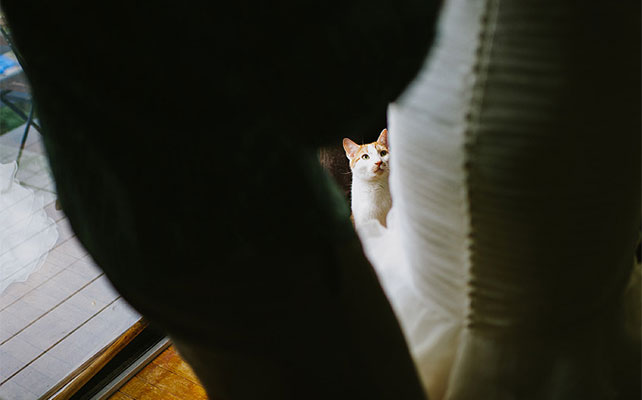 кошки на свадьбе